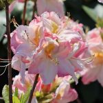 Rhododendron Satomi