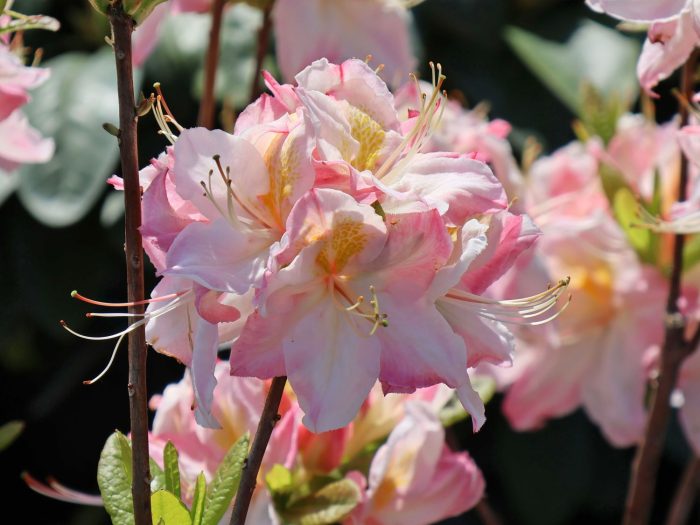 Rhododendron Satomi