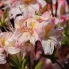 Rhododendron Satomi