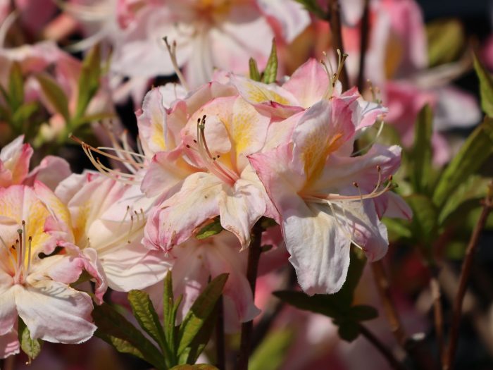 Rhododendron Satomi