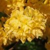 Rhododendron Yellow Pom Pom