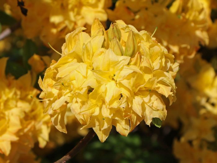 Rhododendron Yellow Pom Pom