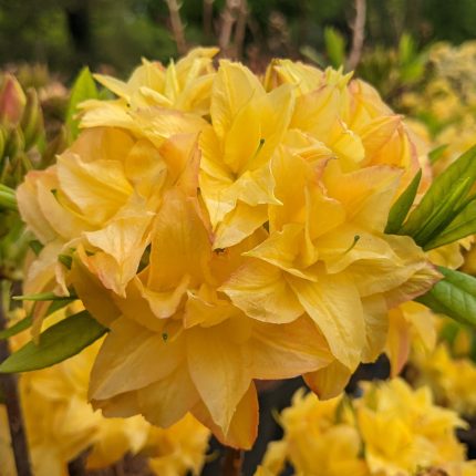 Rhododendron Yellow Pom Pom