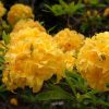 Rhododendron Yellow Pom Pom