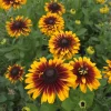 Rudbeckia SMILEY Z® Double Kissing