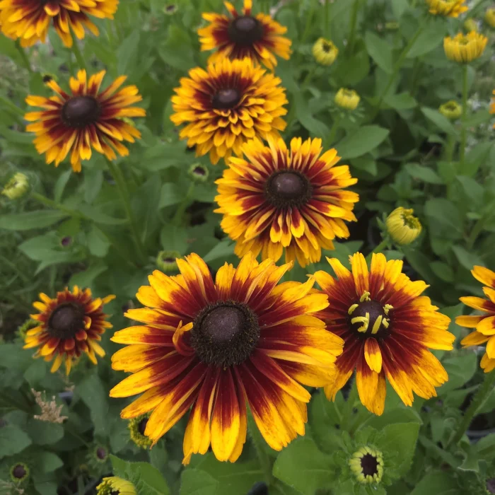 Rudbeckia SMILEY Z® Double Kissing