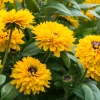 Rudbeckia LITTLEBECKIA® Ballerina