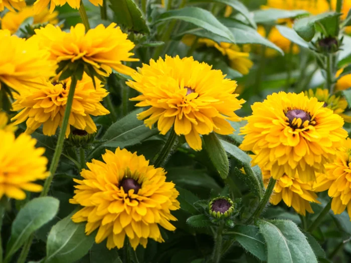 Rudbeckia LITTLEBECKIA® Ballerina