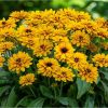 Rudbeckia LITTLEBECKIA® Ballerina