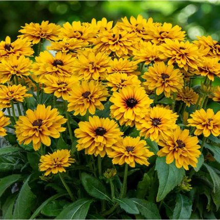 Rudbeckia LITTLEBECKIA® Ballerina
