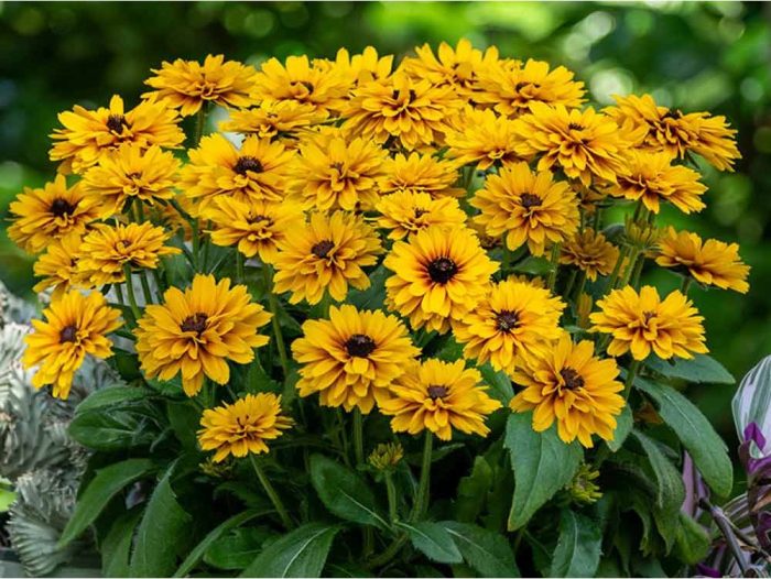 Rudbeckia LITTLEBECKIA® Ballerina