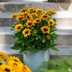 Rudbeckia LITTLEBECKIA® Pirouette..