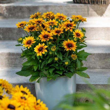 Rudbeckia LITTLEBECKIA® Pirouette..