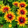 Rudbeckia LITTLEBECKIA® Pirouette