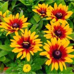 Rudbeckia LITTLEBECKIA® Pirouette