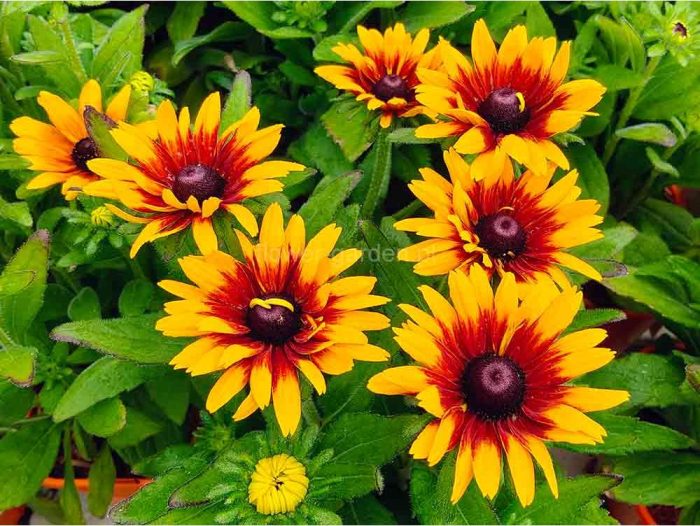 Rudbeckia LITTLEBECKIA® Pirouette