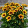 Rudbeckia LITTLEBECKIA® Pirouette