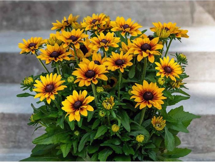 Rudbeckia LITTLEBECKIA® Pirouette