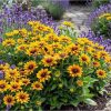 Rudbeckia LITTLEBECKIA® Pirouette