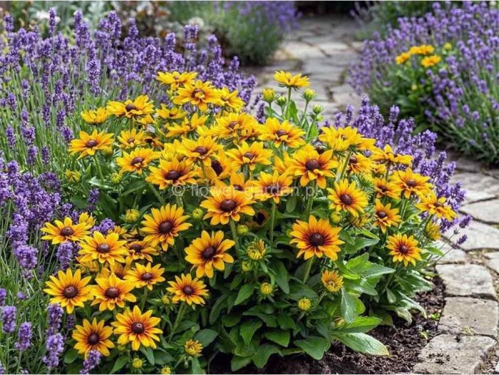 Rudbeckia LITTLEBECKIA® Pirouette