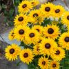 Rudbeckia SMILEY Z® Big Cheerleader 
