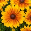 Rudbeckia SMILEY Z® Big Joy Imp