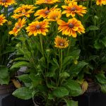 Rudbeckia SMILEY Z® Big Joy Imp