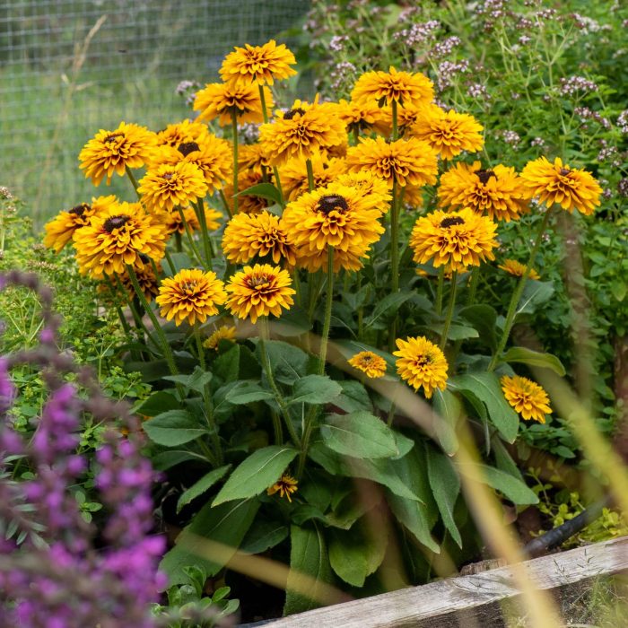 Rudbeckia SMILEY Z® Double Kissing