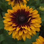 Rudbeckia SMILEY Z® Double Kissing