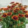 Rudbeckia SMILEY Z® Happy