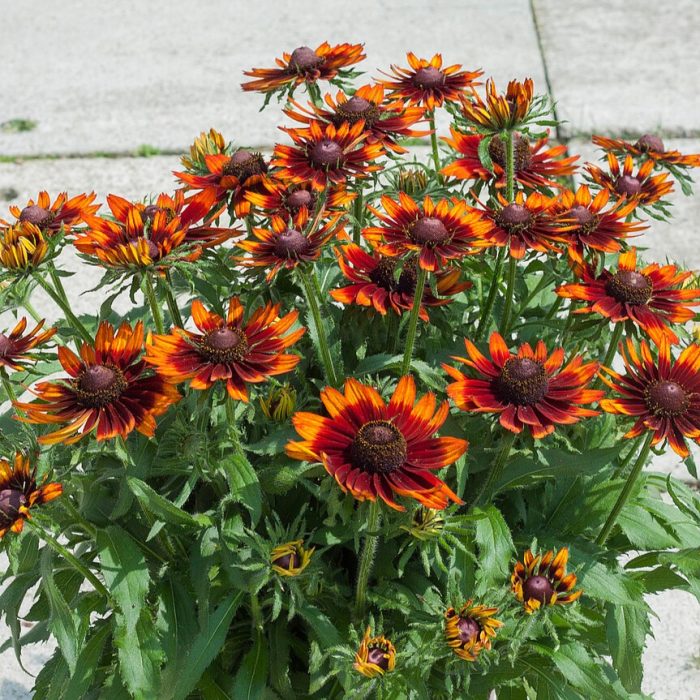 Rudbeckia SMILEY Z® Happy