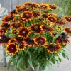Rudbeckia SMILEY Z® Happy
