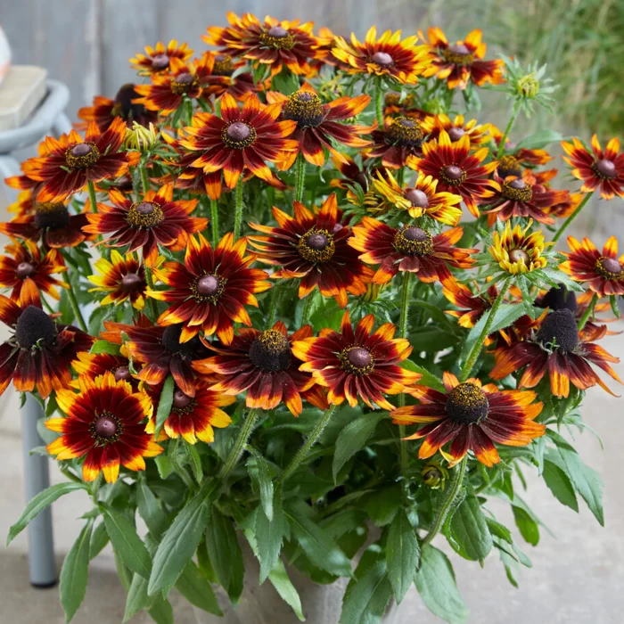 Rudbeckia SMILEY Z® Happy