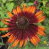 Rudbeckia SMILEY Z® Happy