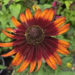 Rudbeckia SMILEY Z® Happy