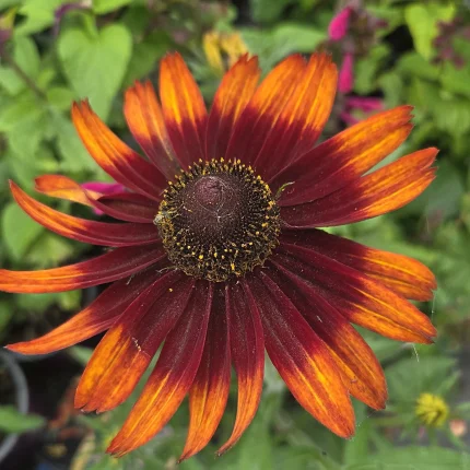 Rudbeckia SMILEY Z® Happy