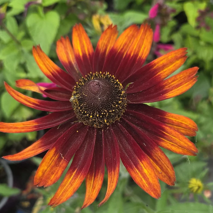 Rudbeckia SMILEY Z® Happy