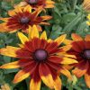 Rudbeckia SUNBECKIA® Mia