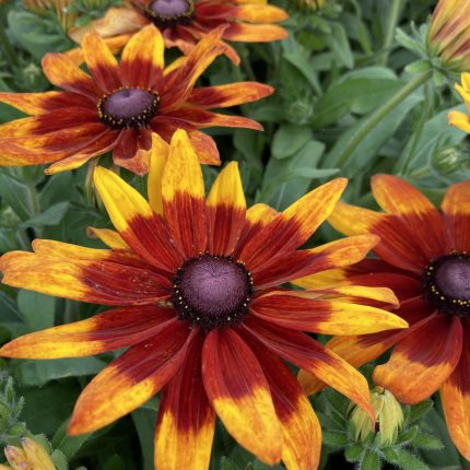 Rudbeckia SUNBECKIA® Mia