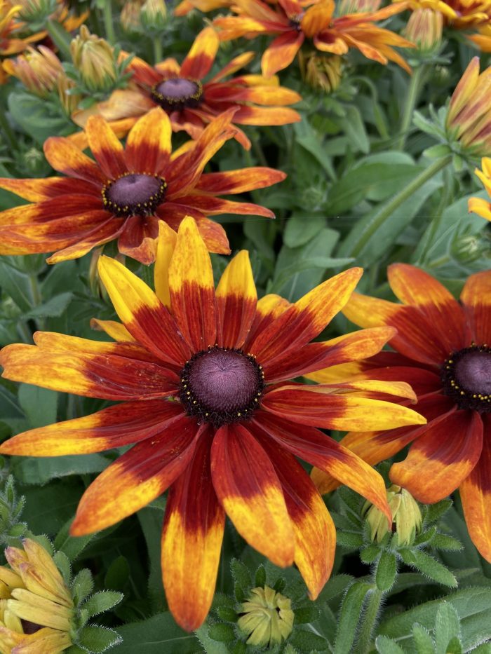 Rudbeckia SUNBECKIA® Mia