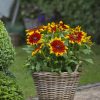 Rudbeckia SUNBECKIA® Mia
