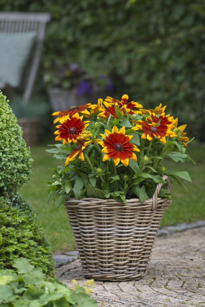Rudbeckia SUNBECKIA® Mia