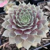 Sempervivum BIG SAM® Purple Quartz