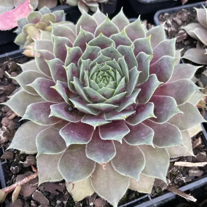 Sempervivum BIG SAM® Purple Quartz