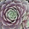 Sempervivum BIG SAM® Purple Quartz