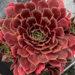Sempervivum BIG SAM® Ruby Star Imp.