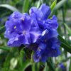 Tradescantia Caerulea Plena