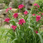 Tradescantia Rubra
