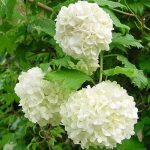 Viburnum opulus Roseum C2
