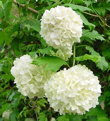 Viburnum opulus Roseum C2